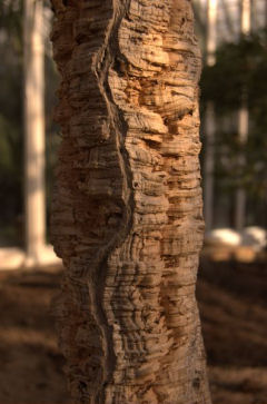 cork bark closeup